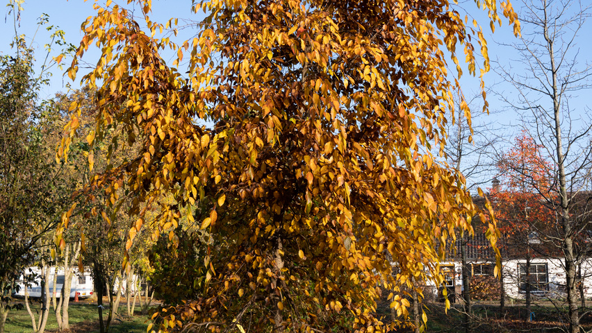 Carpinus henryana feathered