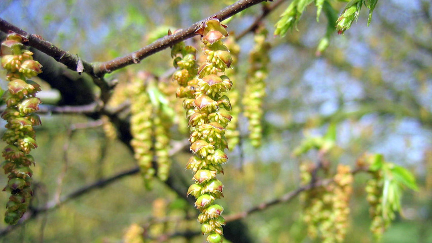 Carpinus henryana flowers