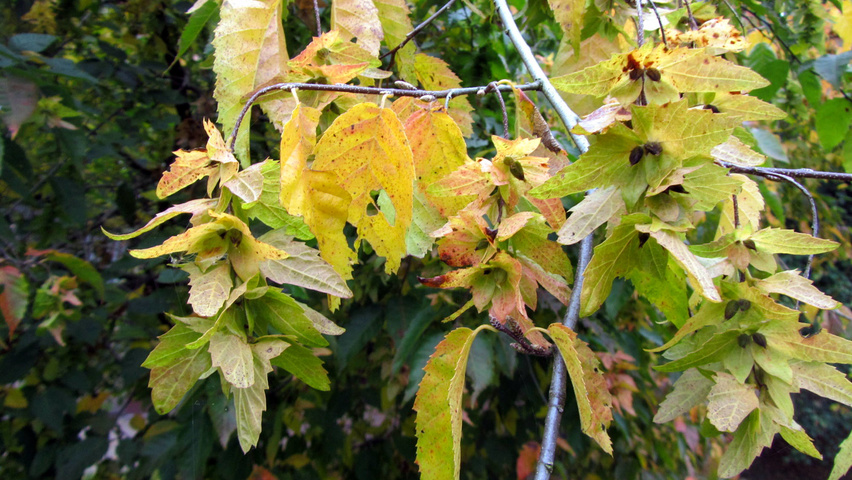 Carpinus henryana fruits