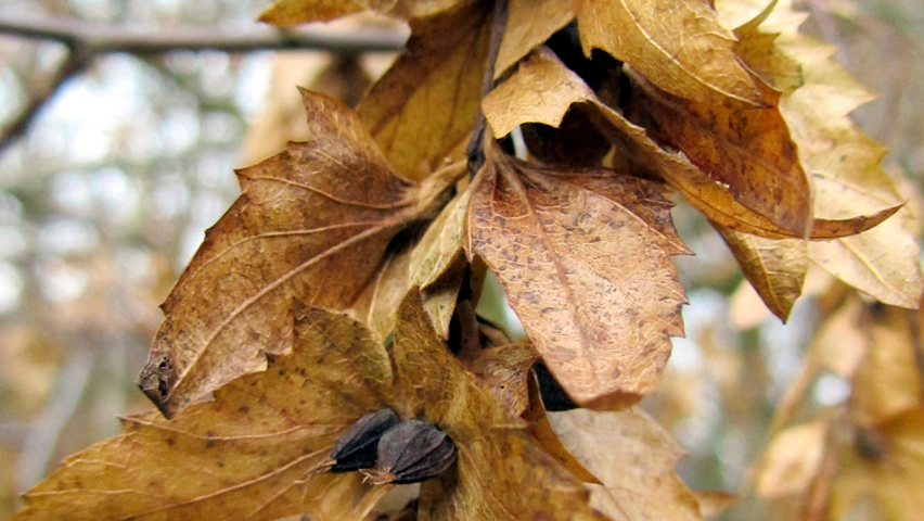 Carpinus henryana fruits
