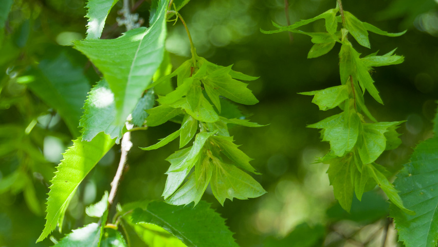 Carpinus henryana fruits