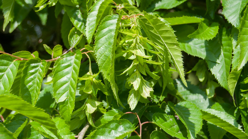 Carpinus henryana fruits