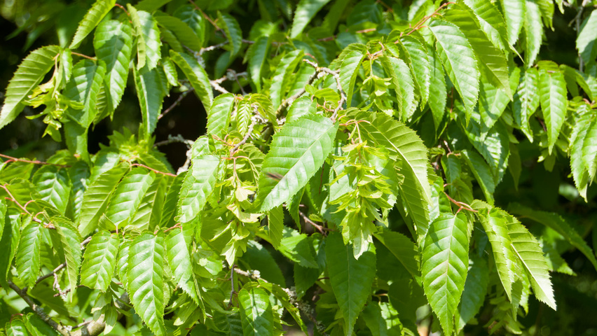Carpinus henryana fruits