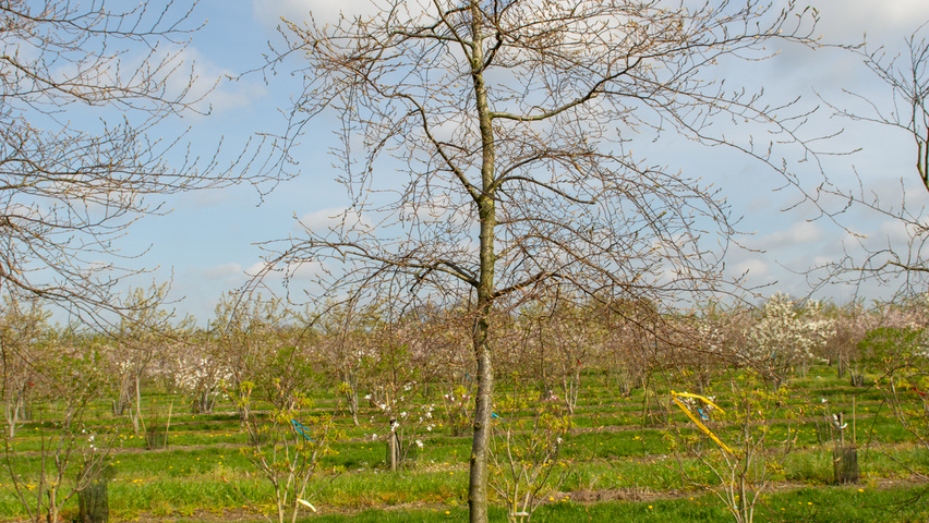 Carpinus henryana standard tree