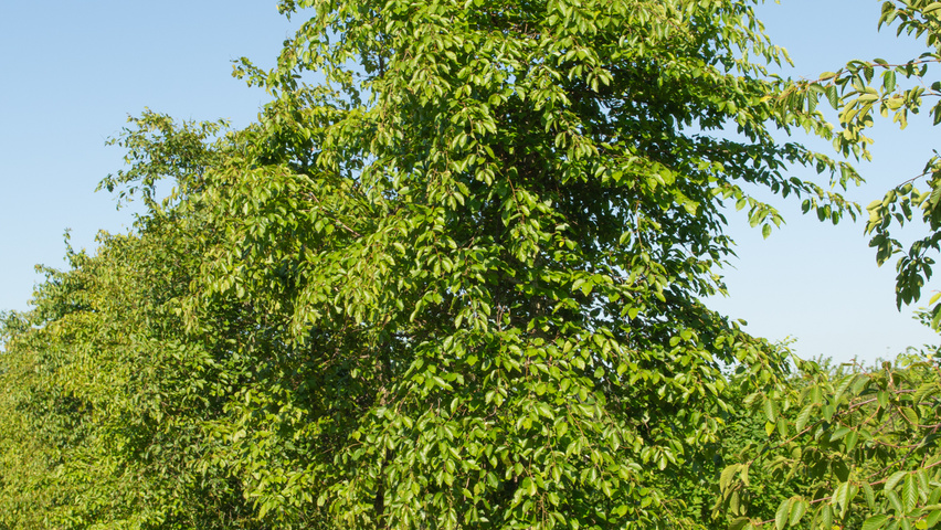 Carpinus henryana standard tree