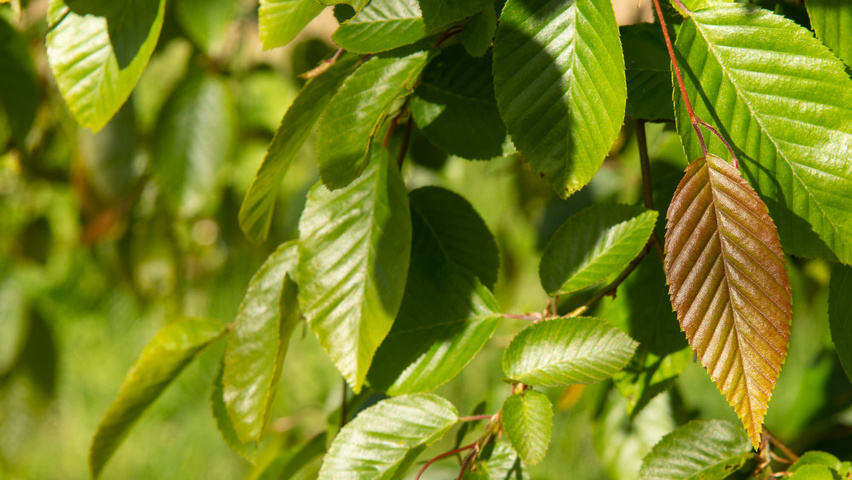 Carpinus henryana leaves