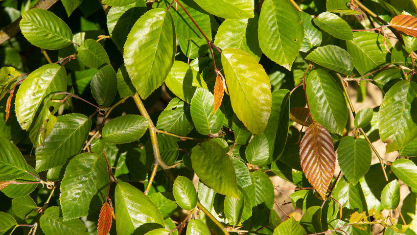 Carpinus henryana leaves