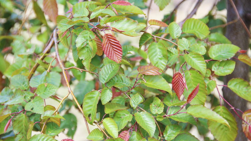 Carpinus henryana leaves