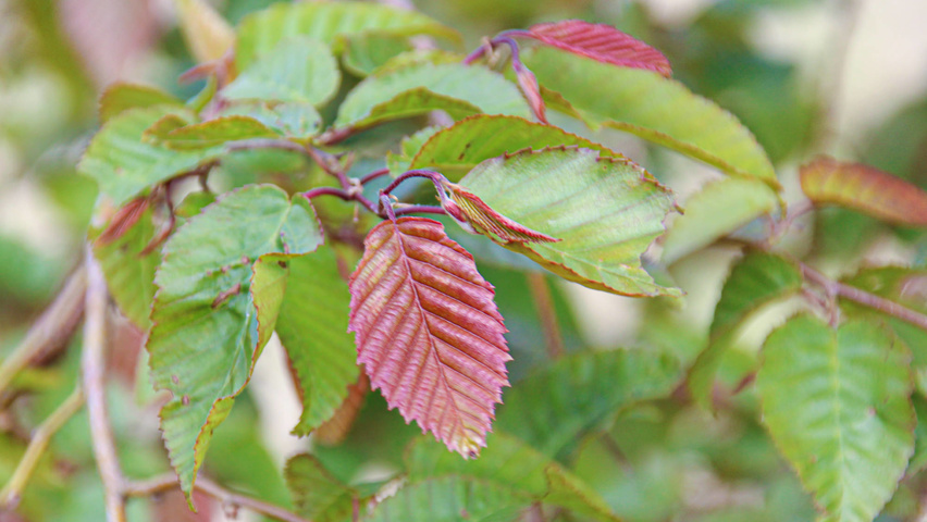 Carpinus henryana leaves