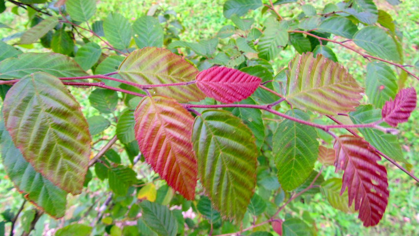 Carpinus henryana leaves