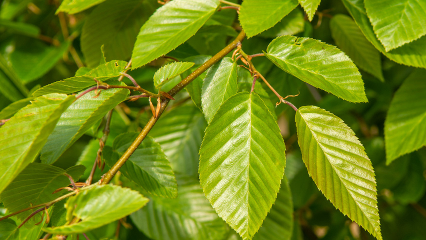 Carpinus henryana leaves