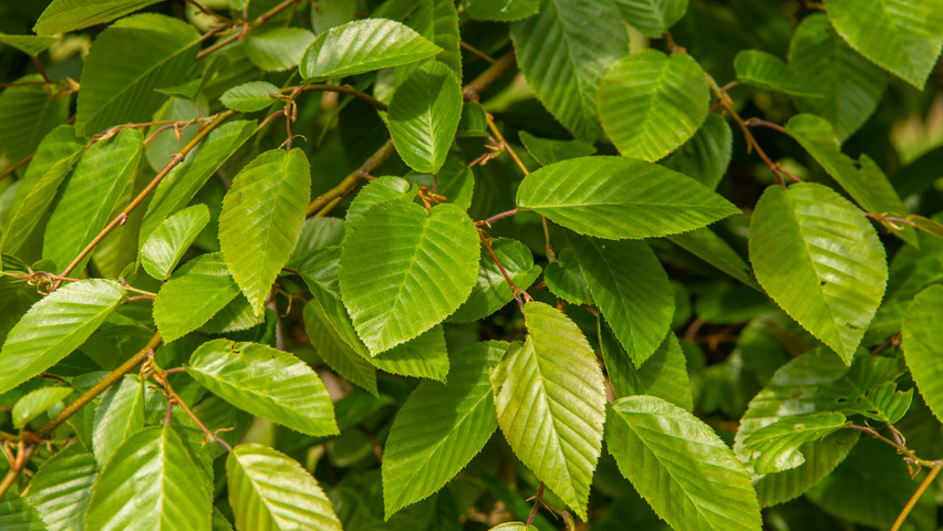 Carpinus henryana leaves