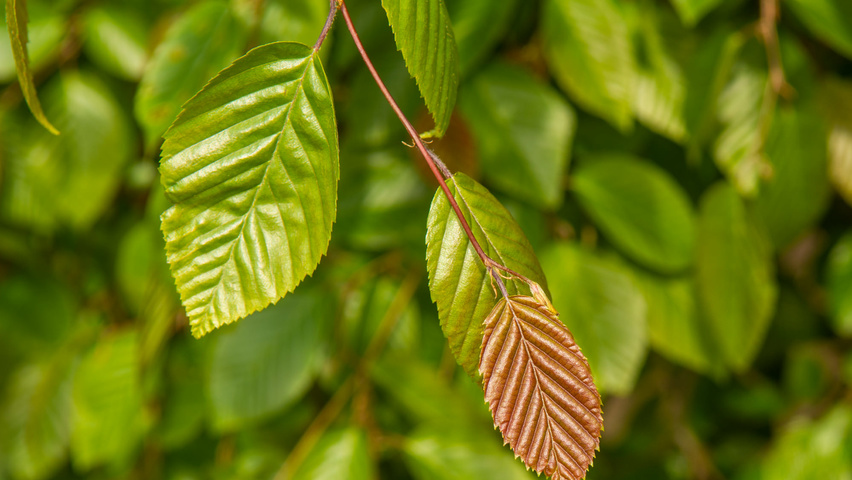 Carpinus henryana leaves