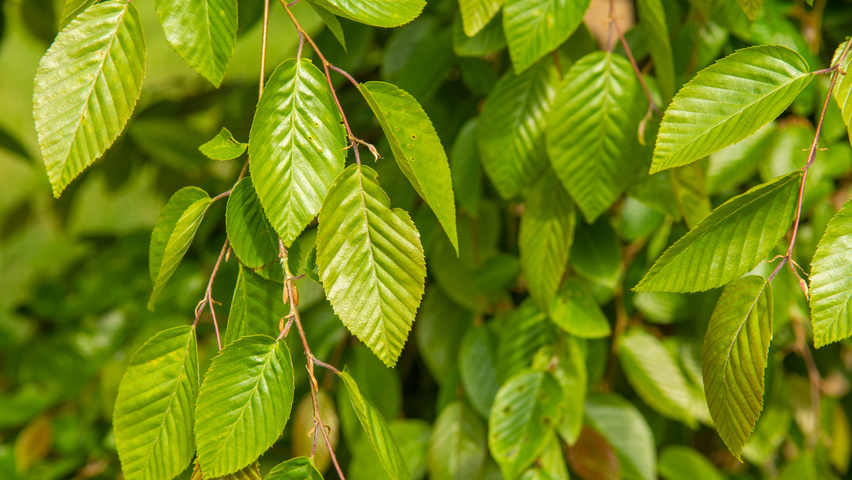 Carpinus henryana leaves