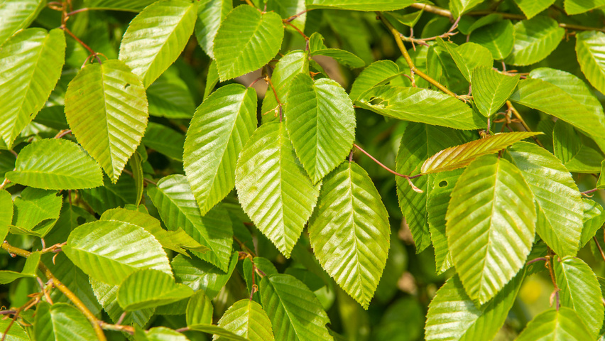 Carpinus henryana leaves