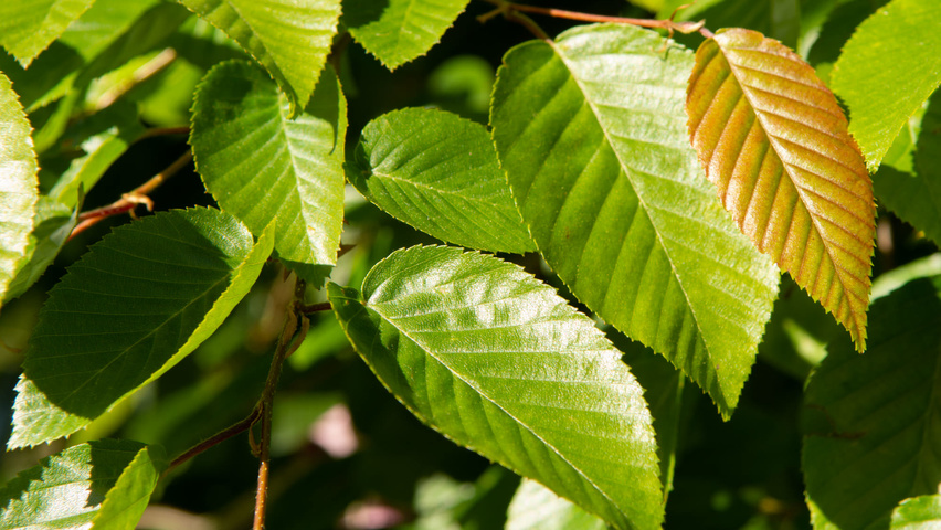 Carpinus henryana leaves