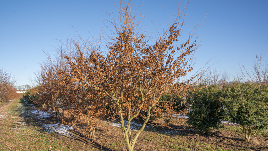 Carpinus henryana multi-stem