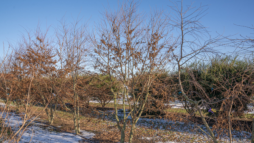 Carpinus henryana multi-stem
