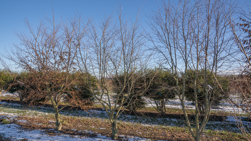 Carpinus henryana multi-stem