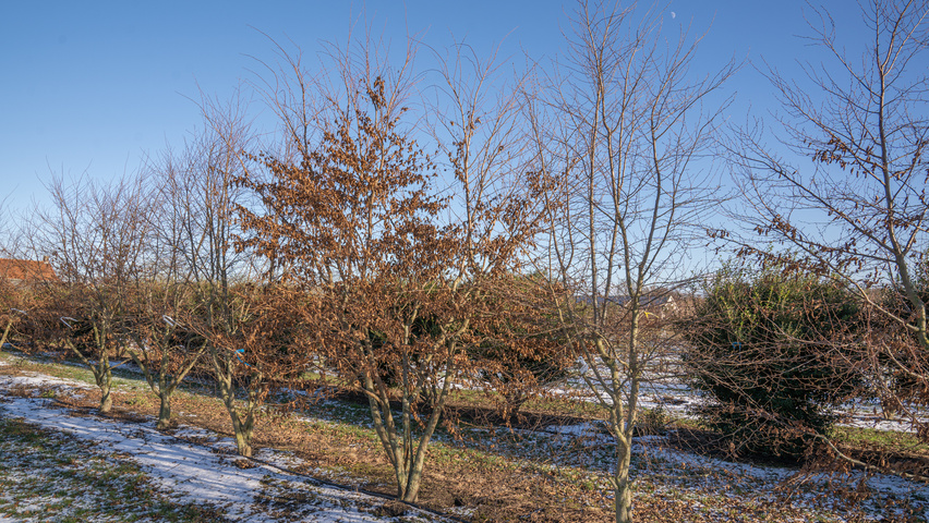 Carpinus henryana multi-stem