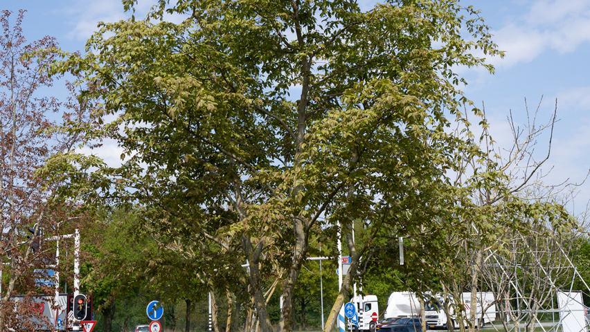 Carpinus henryana multi-stem