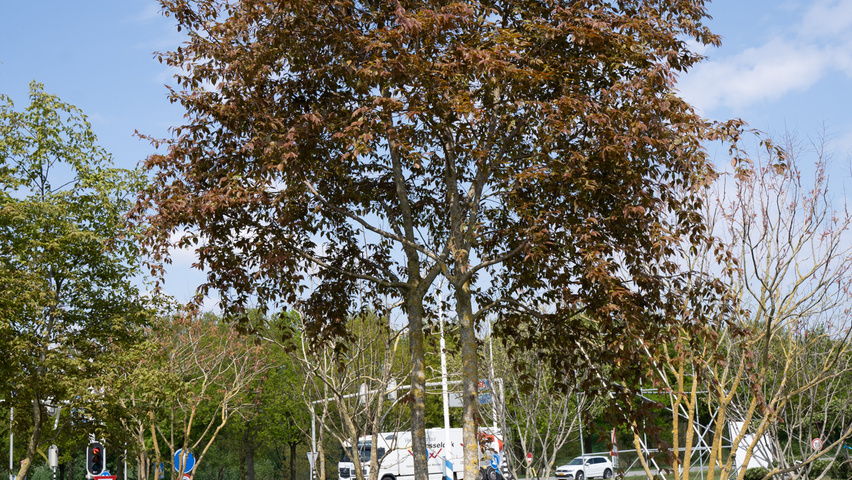 Carpinus henryana multi-stem