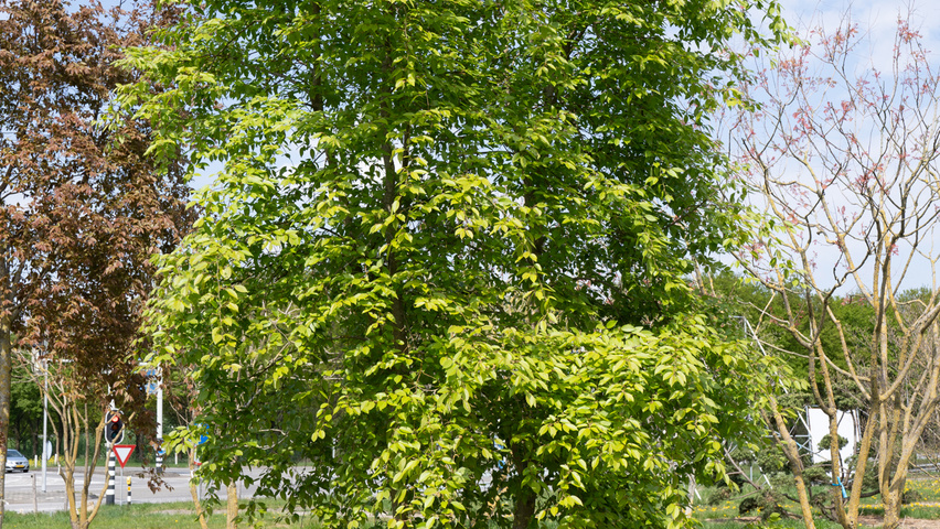 Carpinus henryana multi-stem