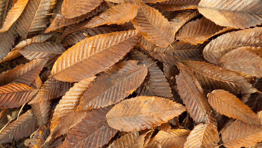 Carpinus japonica autumn leaves