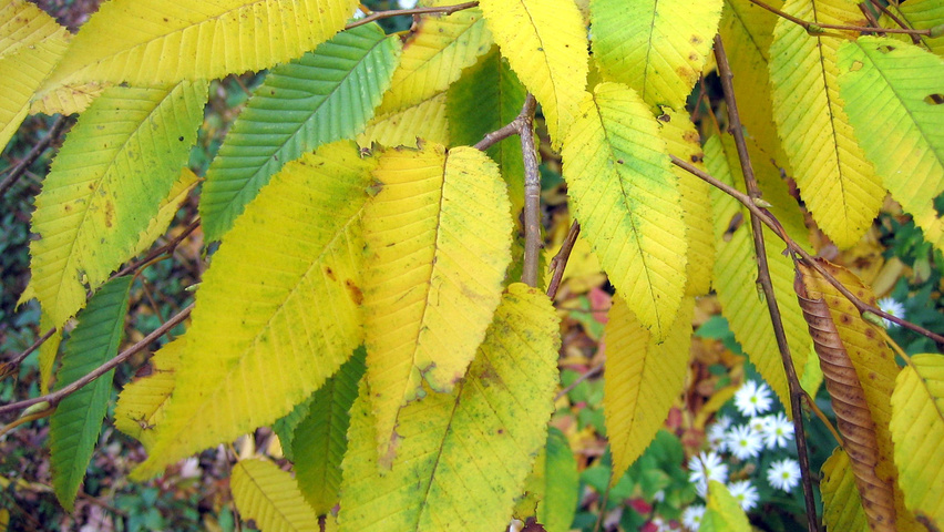 Carpinus japonica autumn leaves