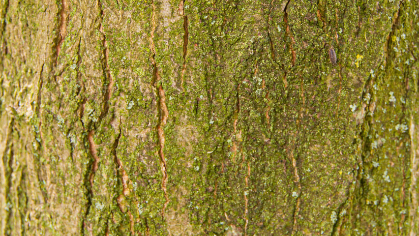 Carpinus japonica bark