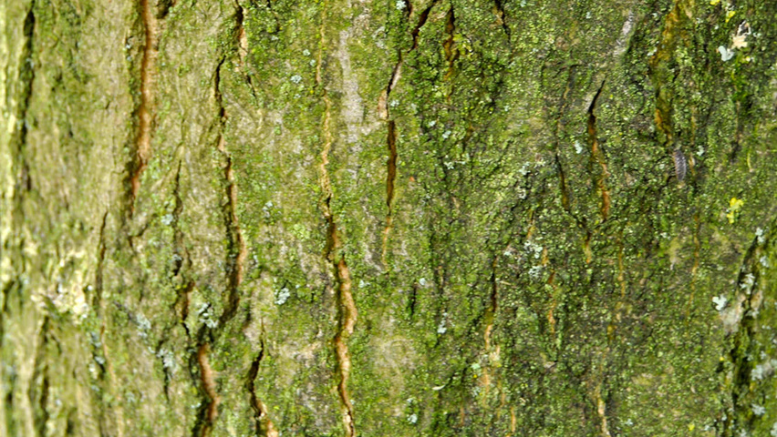Carpinus japonica bark