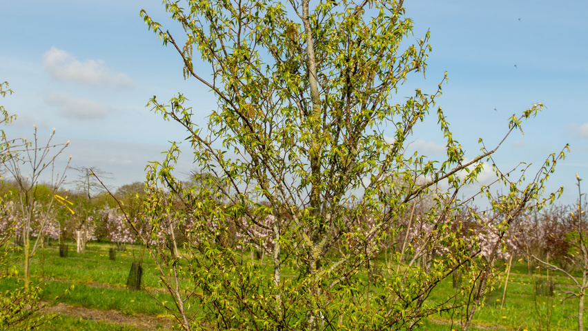 Carpinus japonica feathered