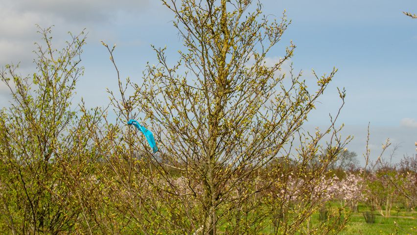 Carpinus japonica feathered