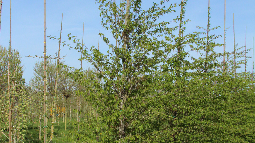 Carpinus japonica feathered