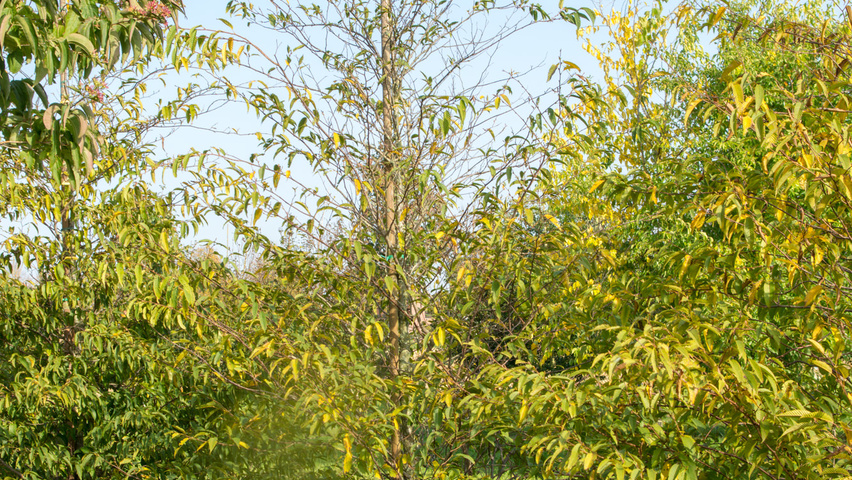 Carpinus japonica feathered