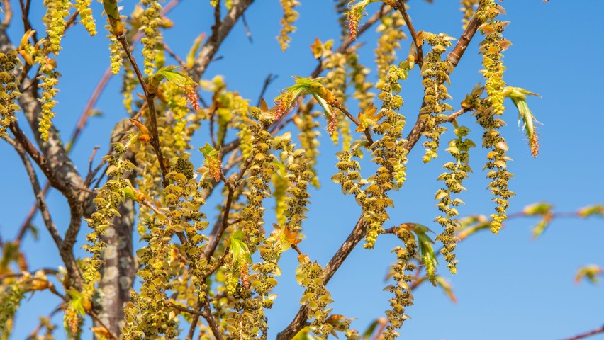 Carpinus japonica flowers