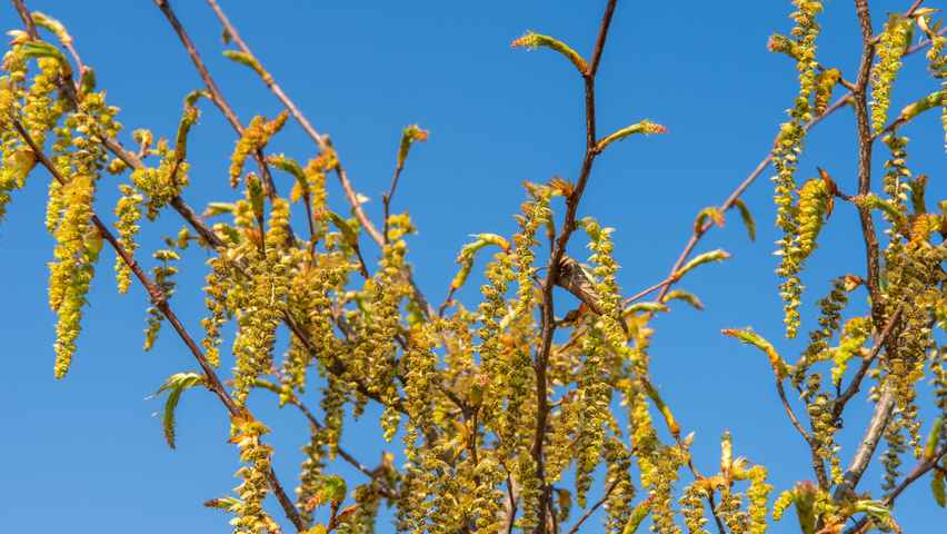 Carpinus japonica flowers