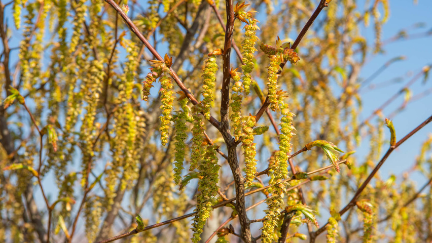 Carpinus japonica flowers
