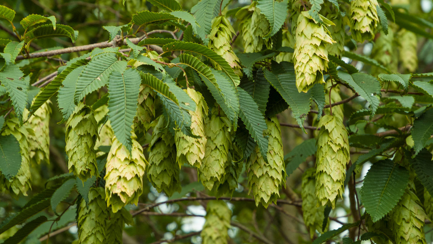 Carpinus japonica fruits