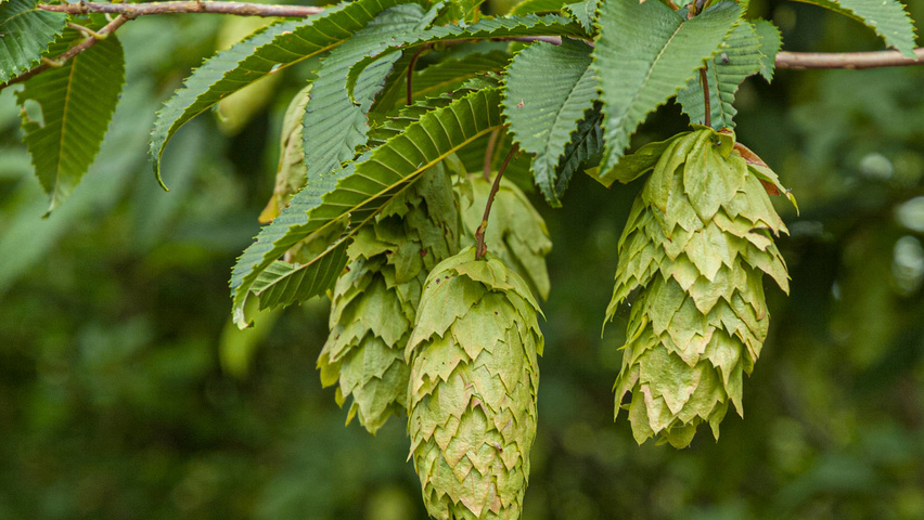 Carpinus japonica fruits