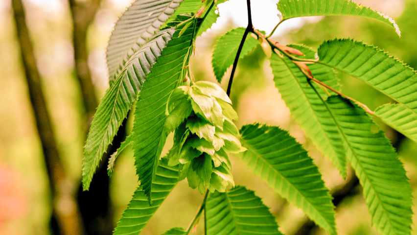 Carpinus japonica fruits