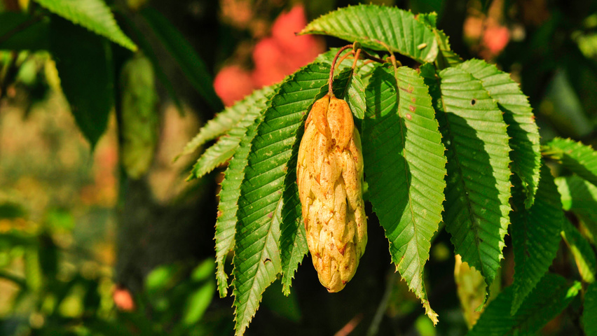 Carpinus japonica fruits