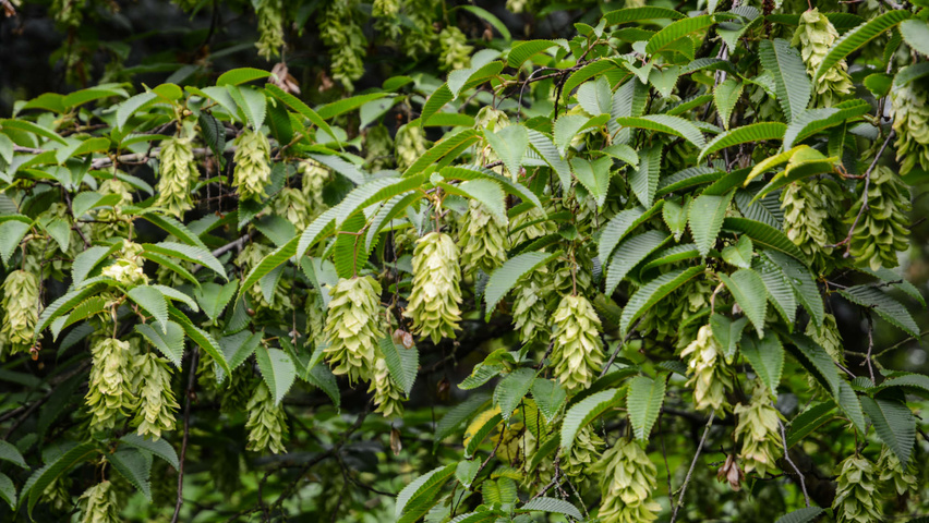 Carpinus japonica fruits