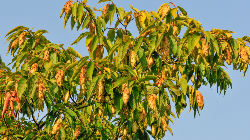 Carpinus japonica fruits