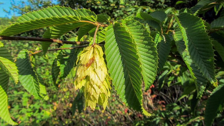 Carpinus japonica fruits