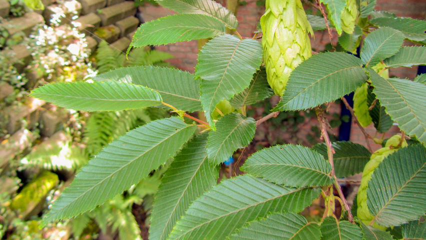 Carpinus japonica leaves