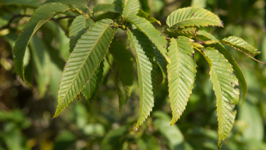 Carpinus japonica leaves