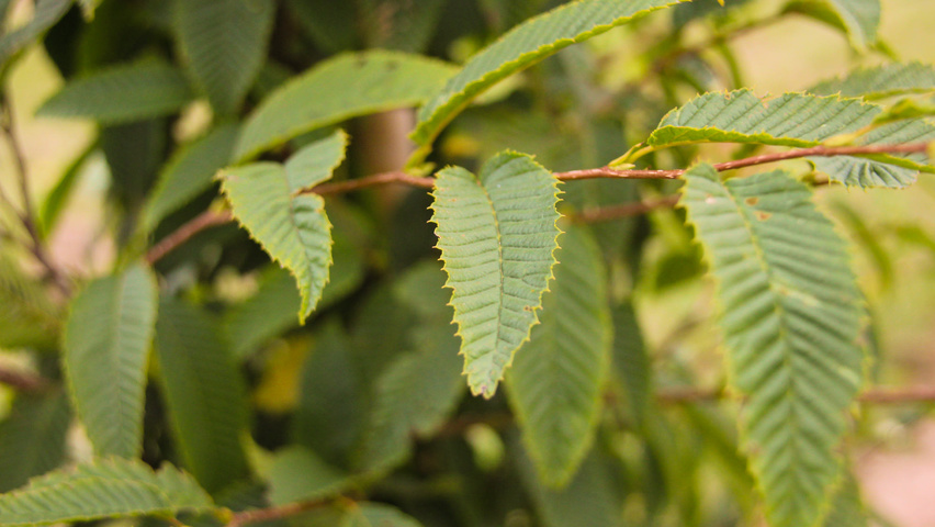 Carpinus japonica leaves