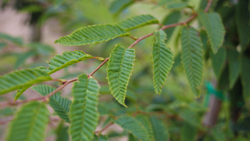 Carpinus japonica leaves