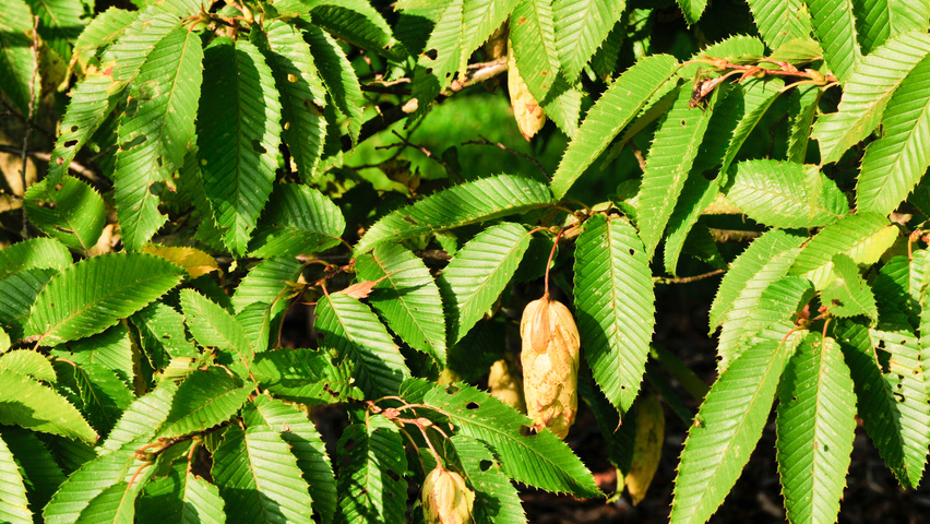 Carpinus japonica leaves